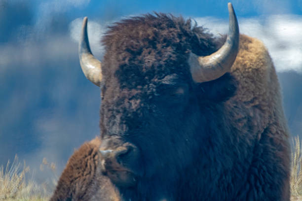 Bison in Yellowstone National Park