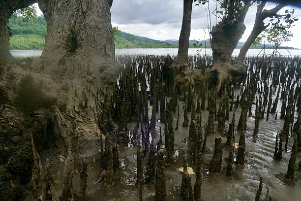 Close up image of mangrove area in North Sulawesi
