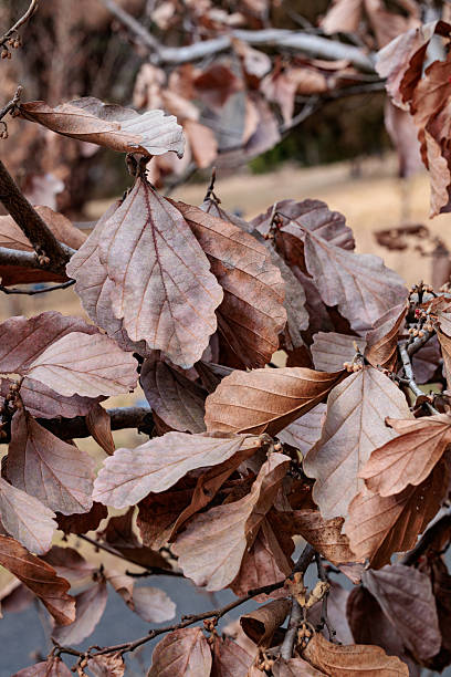 istock Scenery of dead witch hazel leaves in early spring. 2209825381