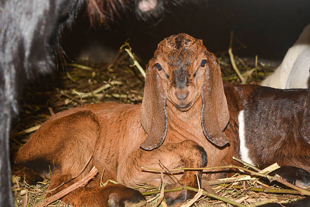 Close up of several goats in a pen looking at the camera