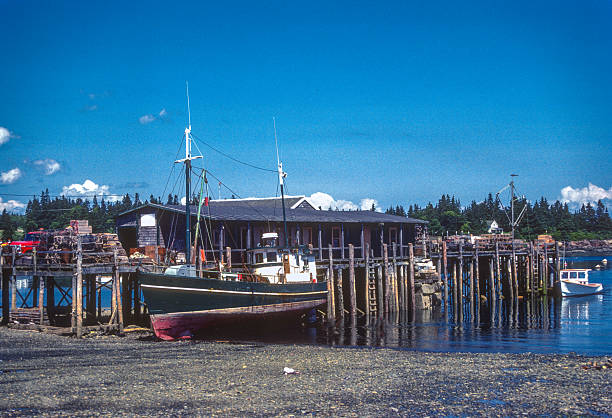 maine - soví hlava odliv - 1985 - 1985 fotky - stock snímky, obrázky a fotky