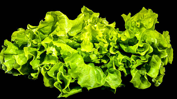 istock Fresh Green Lettuce Leaves on Dark Background 2209837325