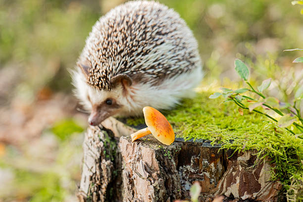 istock Hedgehog Exploring Mossy Log with Mushroom 2209837437