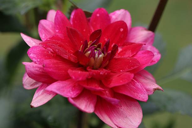 istock Vibrant Pink Dahlia with Dewdrops 2209837527