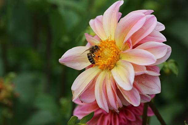istock Bee Pollinating Pink Dahlia 2209837587