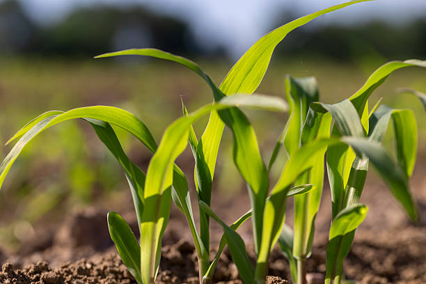 istock young corn at dawn in the spring, a monocultural field with fresh corn sprouts in fertile soil with fertilizers 2209838217