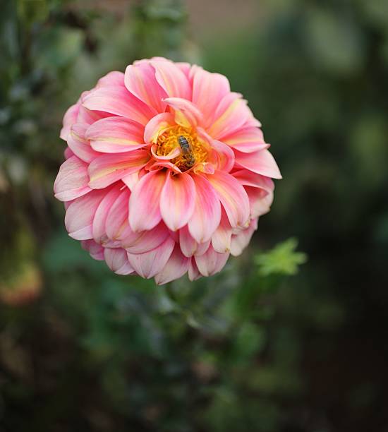 istock Pink Dahlia with Bee 2209839226