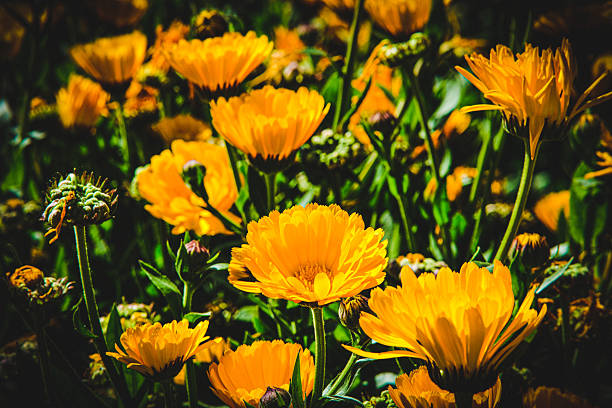 istock Pot Marigold or Calendula in Northern Blossoms Atok Benguet. 2209840435