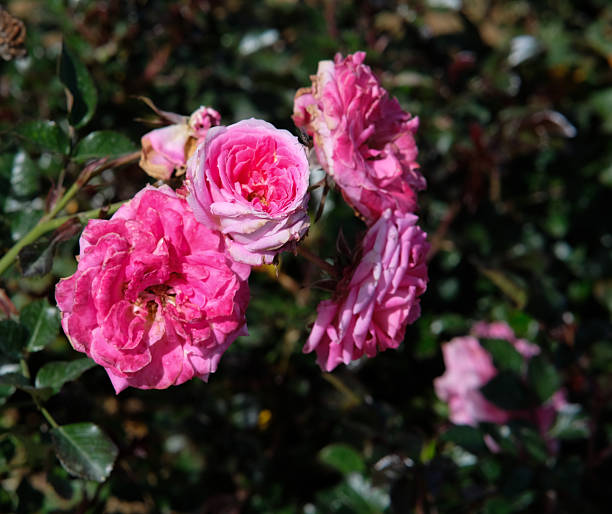 istock Rosa Candy in Northern Blossoms Atok Benguet. 2209840514
