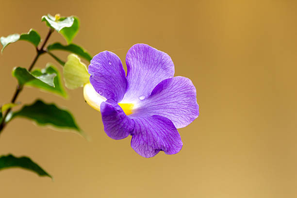 Beautiful purple flower Thunbergia erecta against a muted brown background with copy space for springtime themed concepts