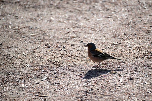 istock Male common chaffinch bird (Fringilla coelebs) 2209844236