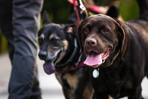 istock Dog, pet walking on the street. 2209845665