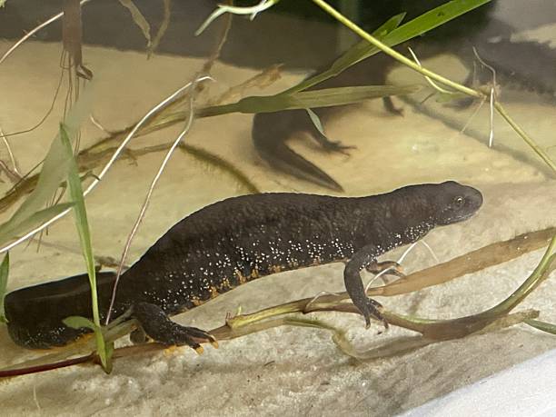 istock Northern crested newt (Triturus cristatus) 2209847380