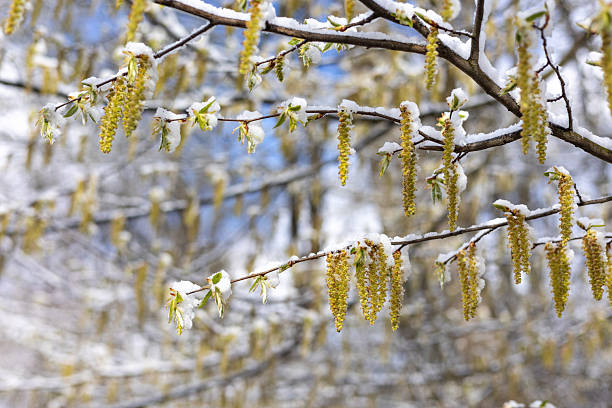 istock Spring Frost: Climate Change Impact on Early Blooms. Delicate Life in Unexpected Cold. Season Shift. 2209848190