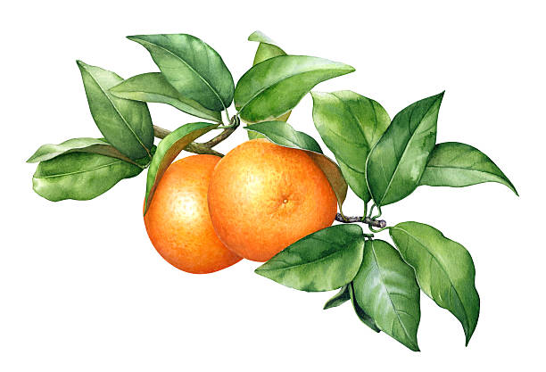 360+ Clementine Drawing Stock Illustrations, Royalty-Free Vector