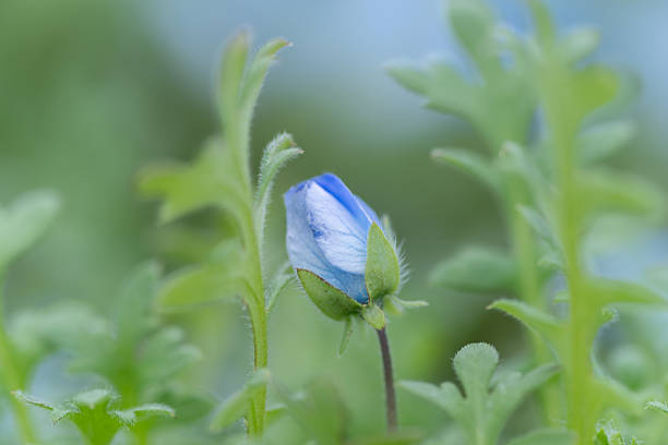 Cute nemophila buds