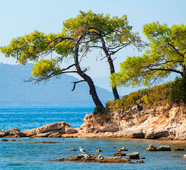 Beautiful Mediterranean landscape promenade in Novi Vinodolski Croatia behind a tree.