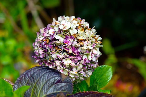 Colorful hydrangeas blossoming in the garden, close up.