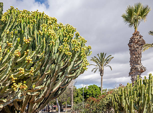 A candelabra cactus (Euphorbia ingens) and Canary Island date palm (Phoenix canariensis) stand side by side in a sun-drenched public park, showcasing the harmony between arid and tropical flora. The volcanic soil and minimalist landscaping reflect the Lanzarote's unique approach to nature.