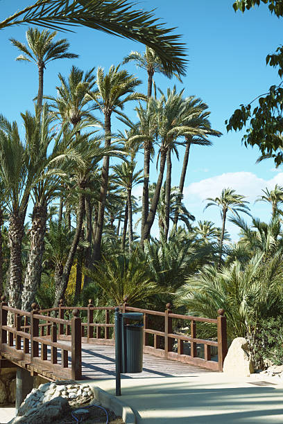 Tropical palm trees by wooden pathway under clear blue sky in sunny park.