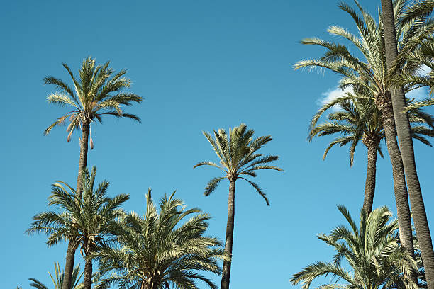 istock Tropical palm trees against a clear blue sky in bright sunlight 2209854183