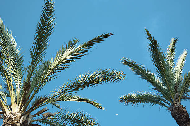 Palm trees against clear blue sky with crescent moon.