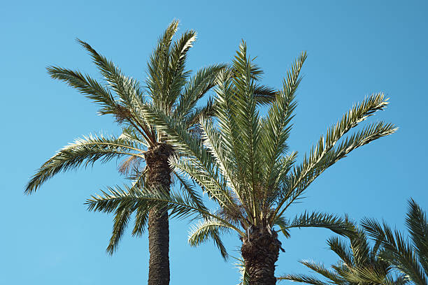 istock Vibrant palm trees against a clear blue sky capturing tropical serenity 2209854291