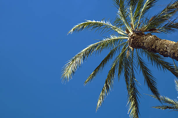 A lone palm on an empty beach in OahuSee our view of the Hawaiian islands in this lightbox: