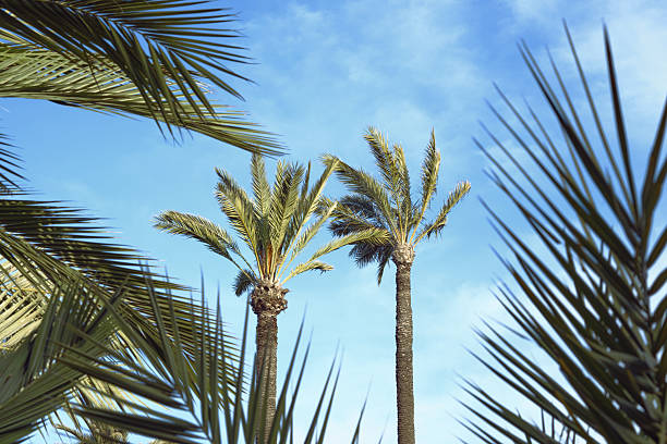 istock Tropical palms against blue sky: vibrant nature serenity 2209854334