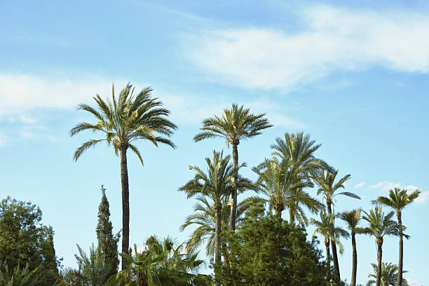 Tropical palm trees against blue sky in sunny natural landscape.