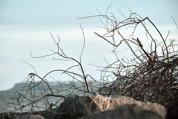 Dried branches and rocky landscape against a calm sky.