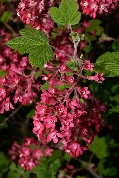 istock Red flowering currant, Ribes sanguineum 7. 2209855598
