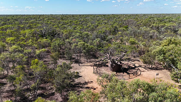 Drone photograph of the Boab Prison Tree near Derby, Western Australia.
