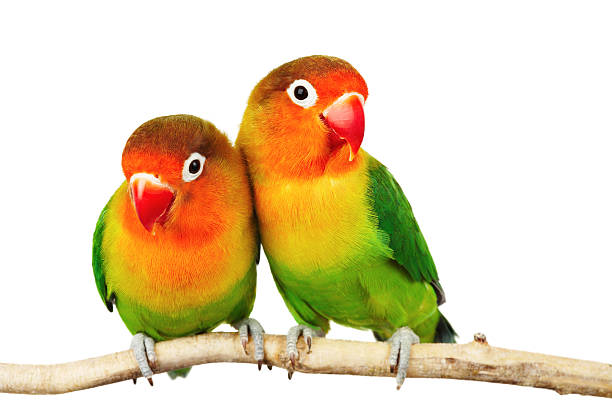 istock Pair of lovebirds 2209855804