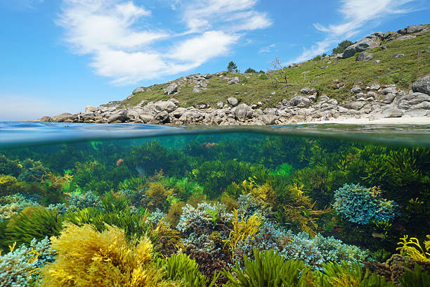 Spain Galicia wild Atlantic coast with algae in the ocean