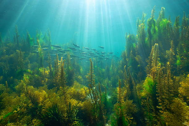 istock Sunlight underwater with seaweed and fish Atlantic ocean natural scene 2209856522