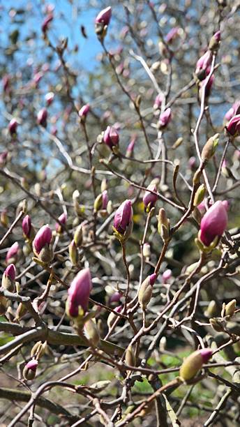 istock Pink magnolia buds on tangled branches 2209856769