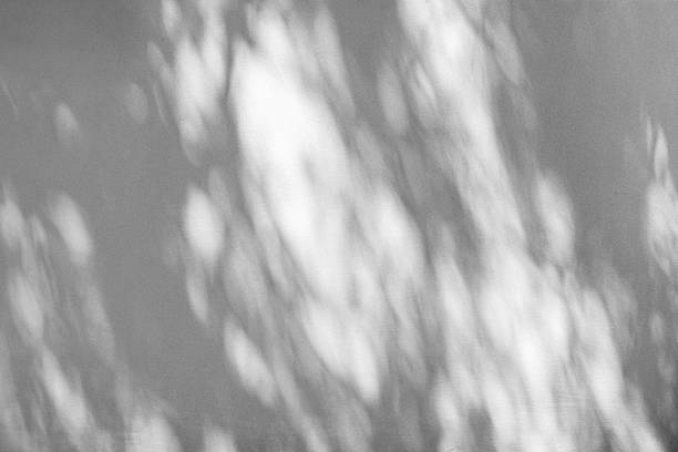 istock Shadow of tree leaves sway in the wind on white wall background 2209856863