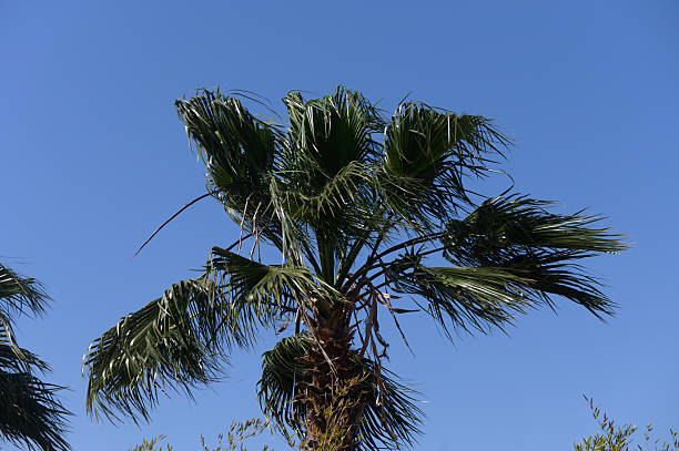 istock Vibrant palm tree sways gently under a clear blue sky in a sunlit tropical paradise, embodying relaxation and tranquility in nature 2209858546