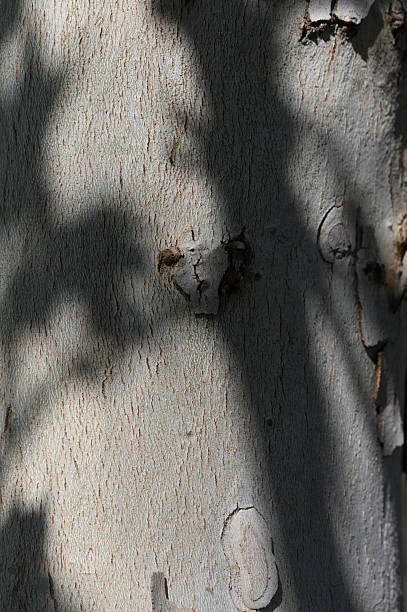 istock Intricate shadows dance on the textured surface of a weathered tree trunk in soft afternoon light 2209859284