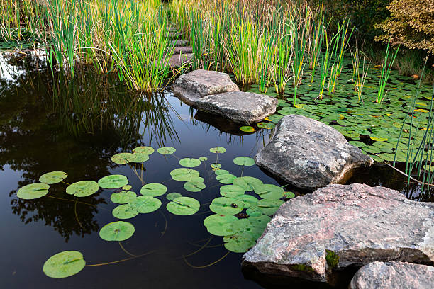 A serene pond features green lily pads floating on the water's surface, with large stones creating a pathway. Tall grasses and plants line the edges, enhancing the peaceful atmosphere.