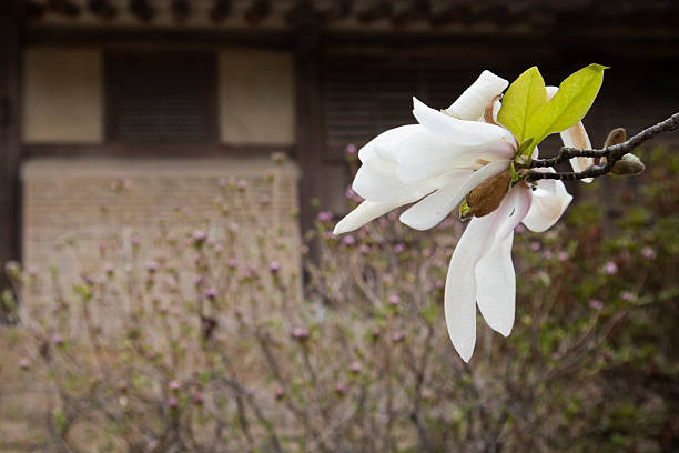 spring landscape