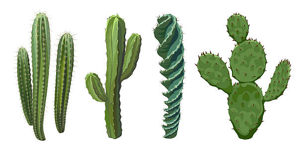 istock A set of Cactus flowers isolated on white background. 2209860976