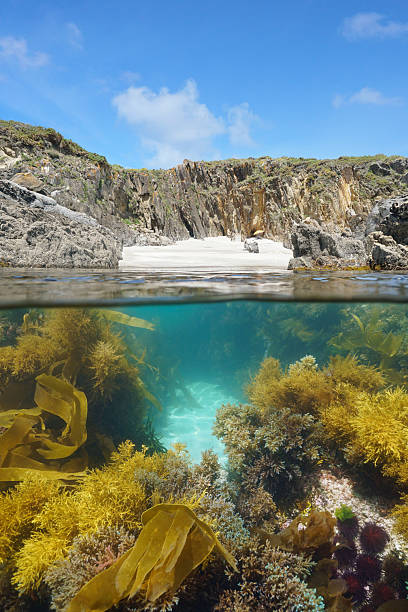 istock Wild sandy beach on rocky coast with seaweed underwater Atlantic ocean 2209861540