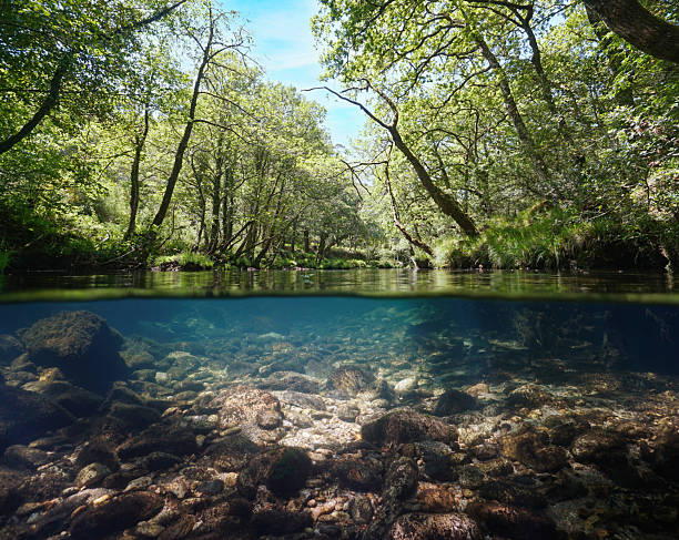 istock Wild river with clear water under trees foliage over under water 2209861542