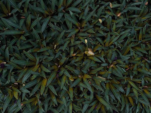 A top-down view of lush, spiky green foliage densely packed together with a scattering of dry leaves. The image highlights natural texture, contrasting colors, and the subtle signs of seasonal transition. Ideal for backgrounds, botanical themes, or nature concepts.