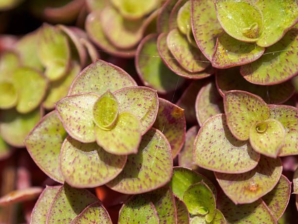 istock A unique green pattern of small leaves in macro focus creates a mesmerizing visual effect of nature. 2209864405