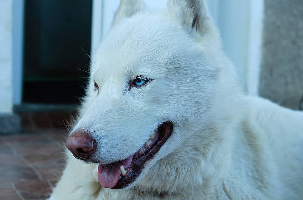 istock Close-Up of a White Husky with Blue Eyes 2209864650