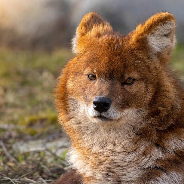 istock the Indian wild dog 2209864832
