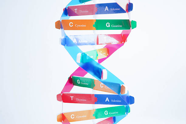istock DNA molecule spiral structure model isolated on white background, chromosome and gene chemical science biology. 2209870888